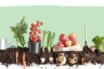 Which foods can reduce lead in my body?